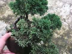 真柏下山桩的叶子暗淡无光 怎么办