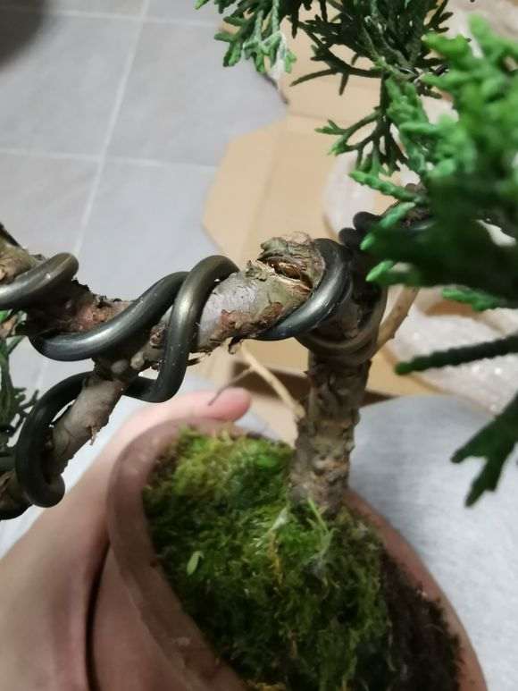 真柏下山桩的树干裂开了