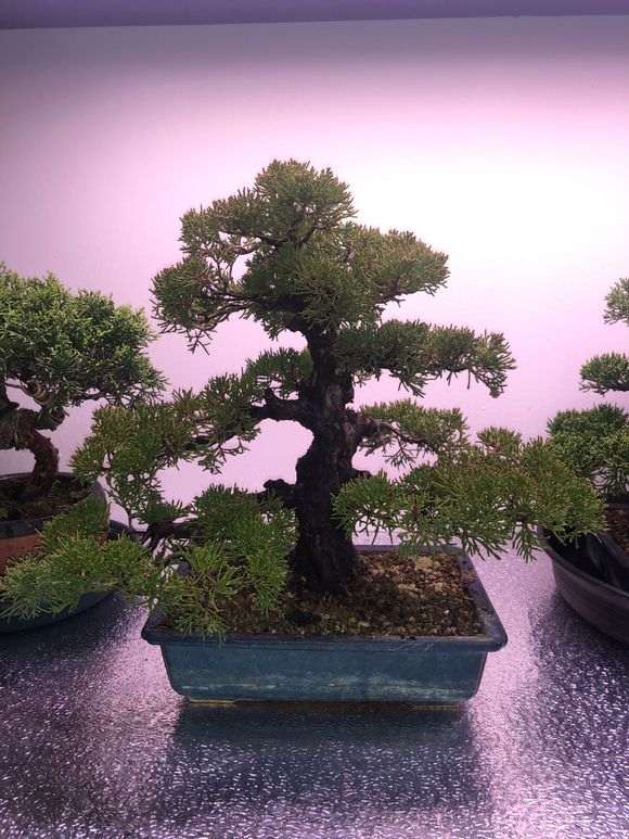 真柏下山桩能养在室内吗