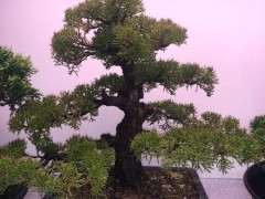 真柏下山桩能养在室内吗 图片