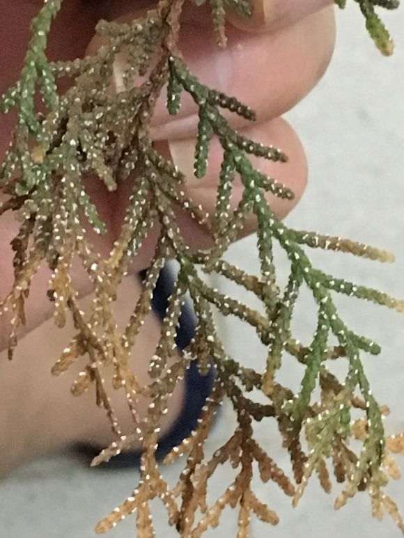 真柏下山桩的叶子怎么了 老长白点 图片