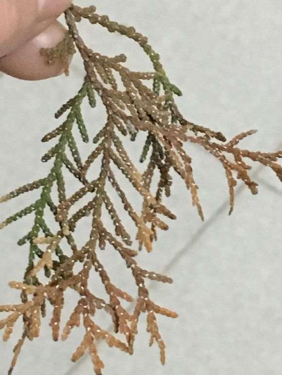 真柏下山桩的叶子怎么了 老长白点 图片