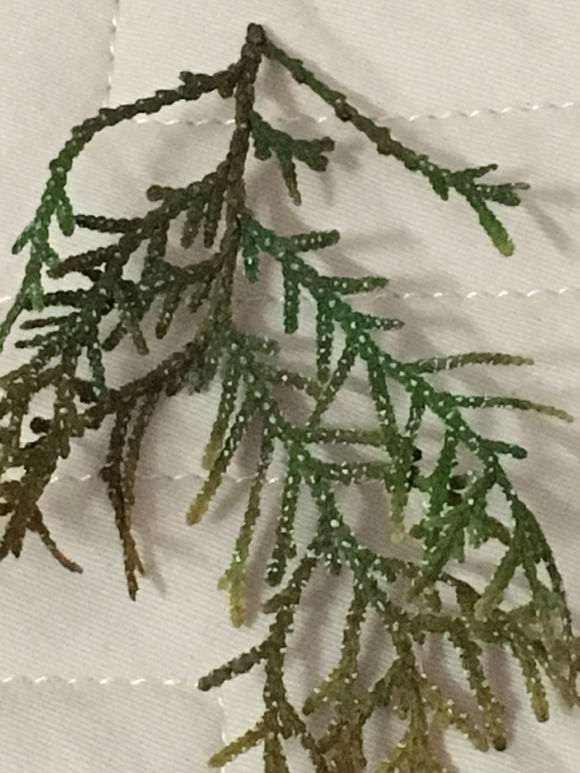 真柏下山桩的叶子怎么了 老长白点 图片