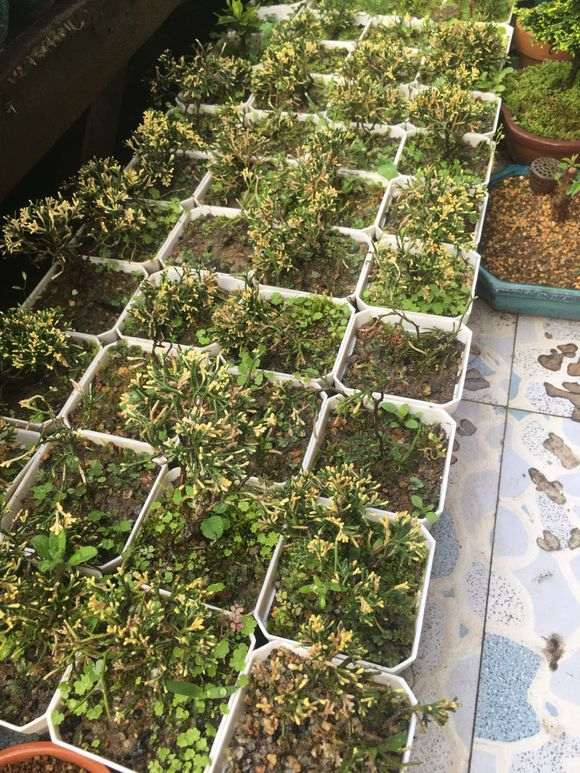 真柏下山桩的叶子怎么了 老长白点 图片