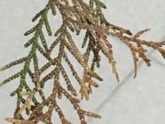 真柏下山桩的叶子怎么了 老长白点 图片