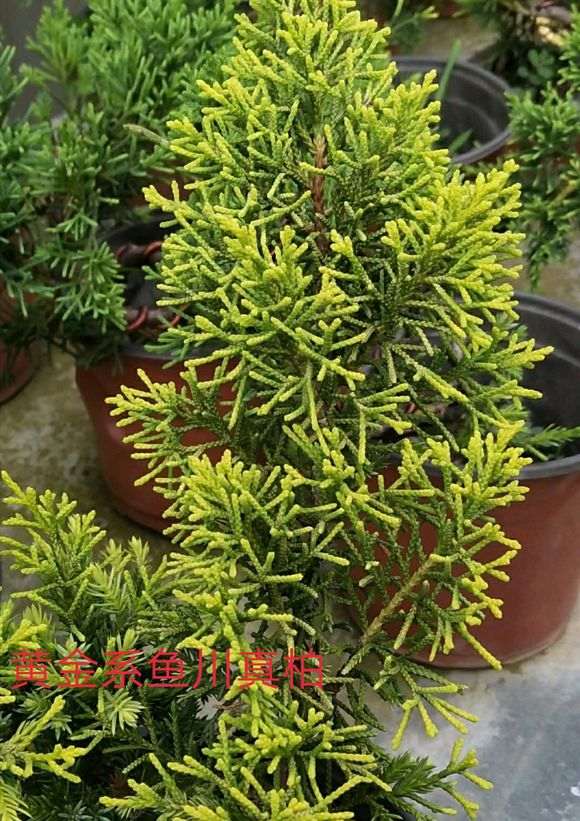 几个品种的系鱼川真柏下山桩的叶性
