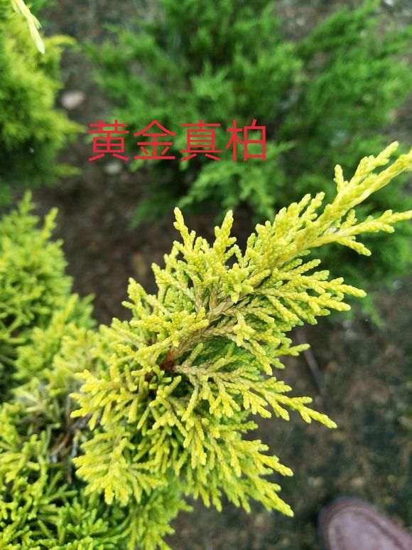 几个品种的系鱼川真柏下山桩的叶性