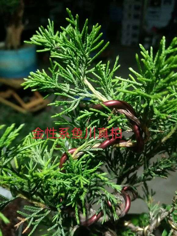 几个品种的系鱼川真柏下山桩的叶性