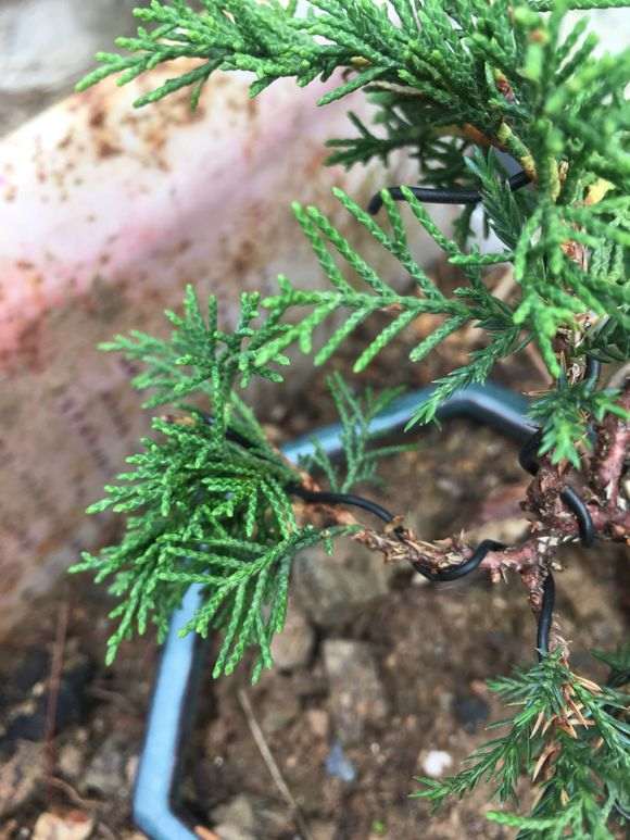 几个品种的系鱼川真柏下山桩的叶性