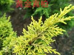 几个品种的系鱼川真柏下山桩的叶性