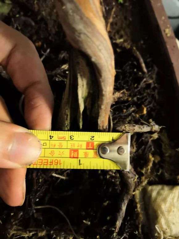 真柏下山桩怎么用石硫合剂换盆 图片