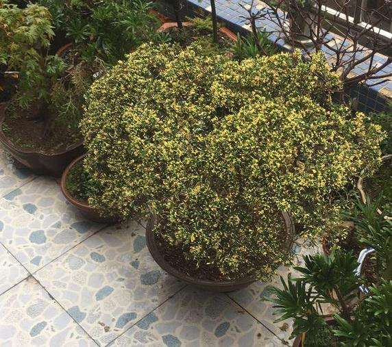 真柏下山桩怎么用石硫合剂换盆 图片