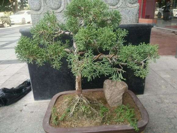 大神们这什么柏树下山桩 刺化什么原因