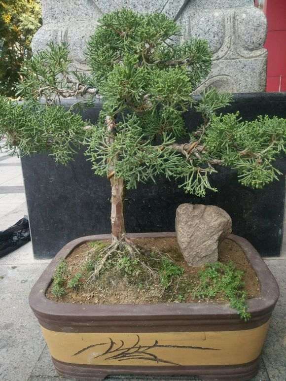 大神们这什么柏树下山桩 刺化什么原因