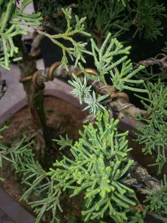 大神们这什么柏树下山桩 刺化什么原因