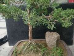 大神们这什么柏树下山桩 刺化什么原因