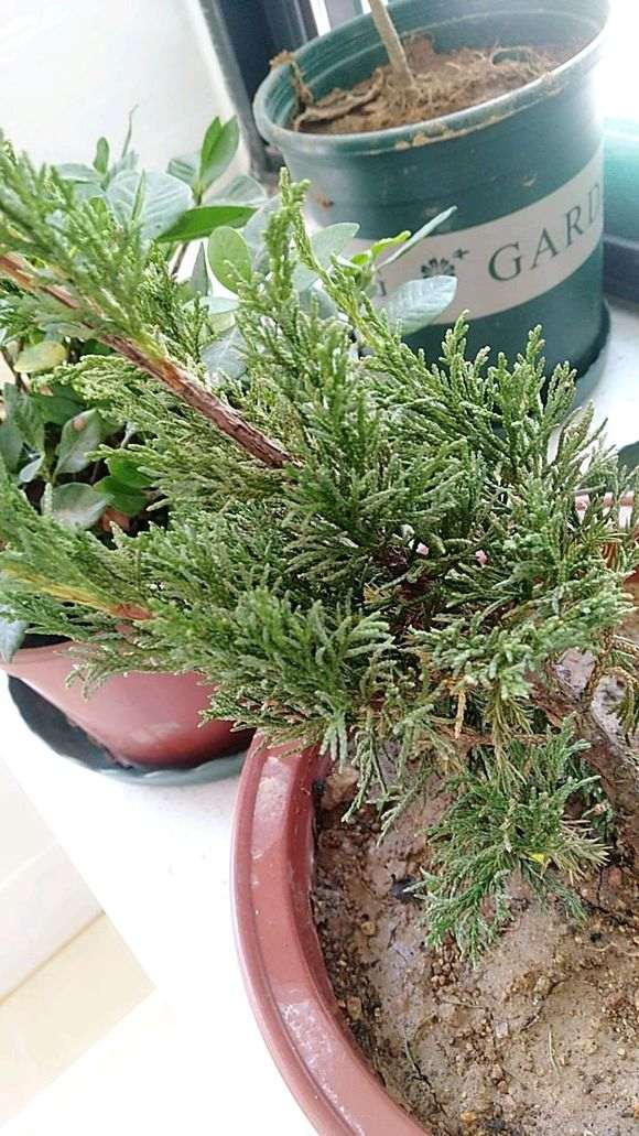 问下我这个真柏下山桩是什么品种 图片