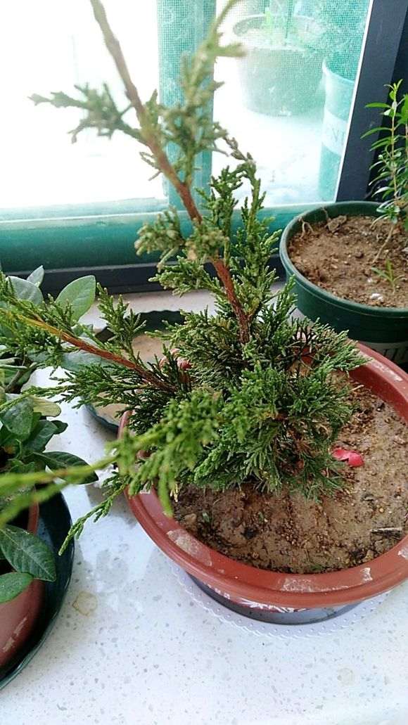 问下我这个真柏下山桩是什么品种 图片