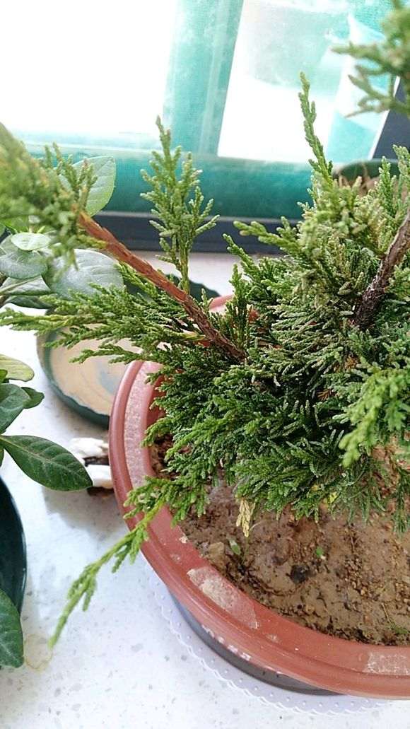 问下我这个真柏下山桩是什么品种 图片