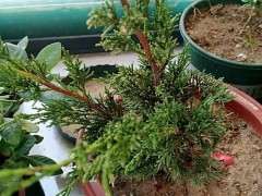 问下我这个真柏下山桩是什么品种 图片