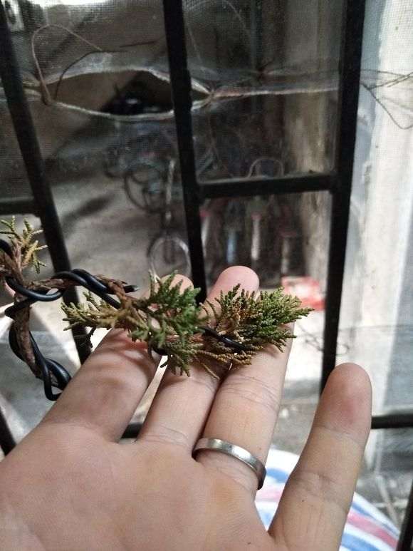 真柏下山桩的叶子黄了怎么办 图片