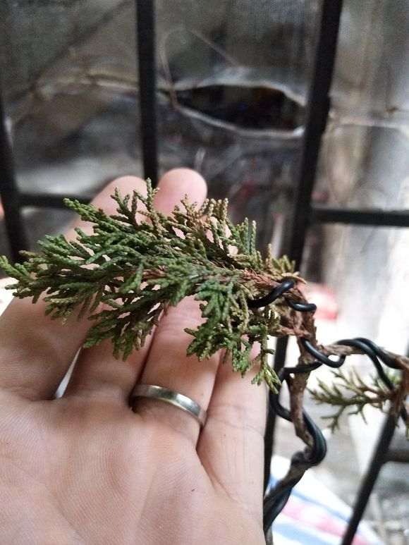 真柏下山桩的叶子黄了怎么办 图片