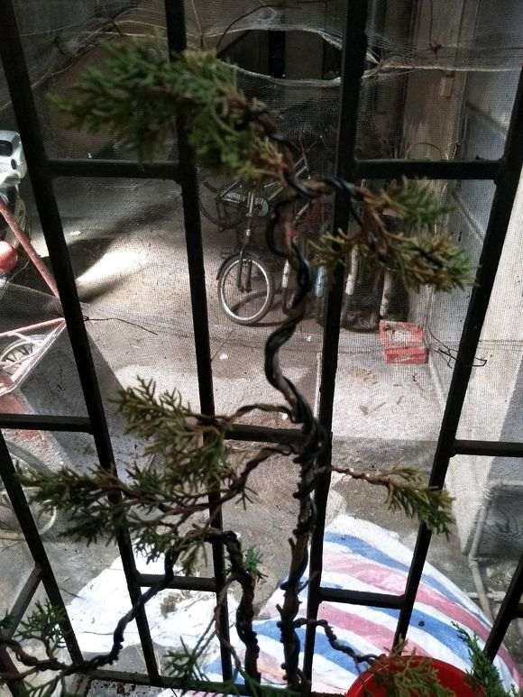 真柏下山桩的叶子黄了怎么办 图片