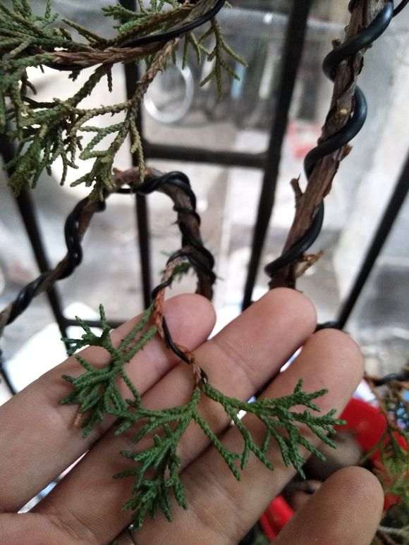 真柏下山桩的叶子黄了怎么办 图片