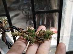 真柏下山桩的叶子黄了怎么办 图片