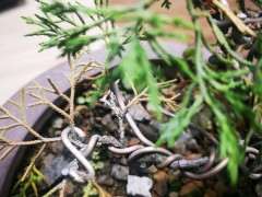 系鱼川真柏下山桩变黄了 怎么办 图片