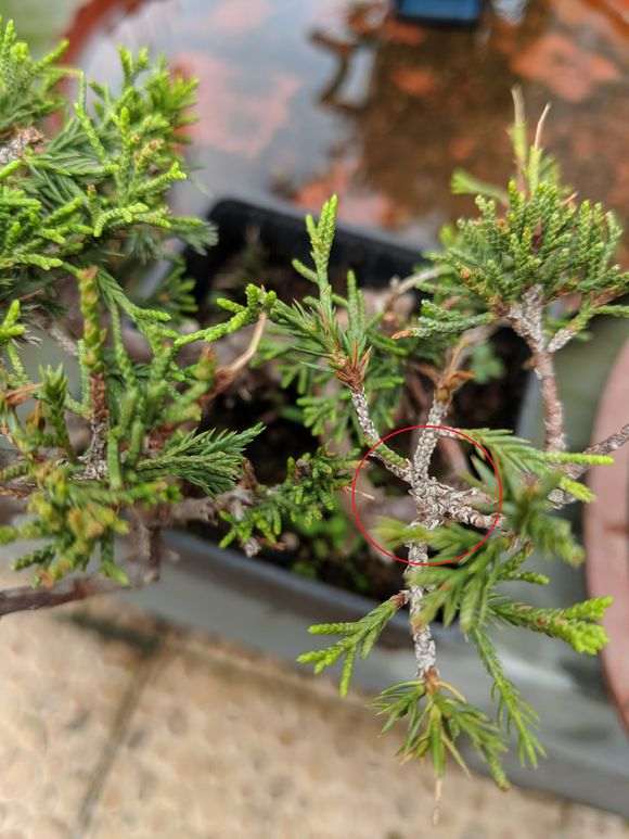 我的真柏下山桩是遇到什么状况了