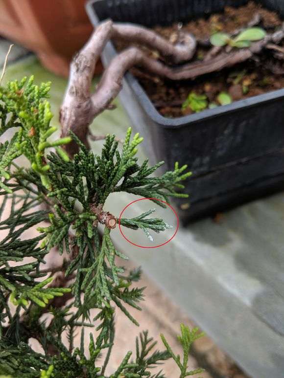 我的真柏下山桩是遇到什么状况了