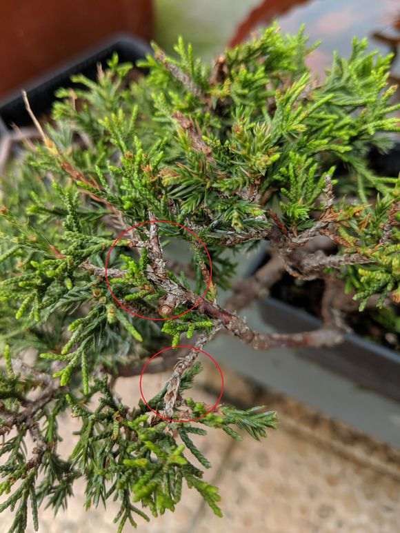 我的真柏下山桩是遇到什么状况了