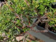 真柏下山桩冬天叶子是什么颜色的 怎么办