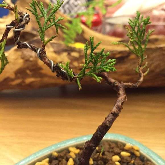 小系鱼川真柏下山桩一年了 最近叶尖发黄