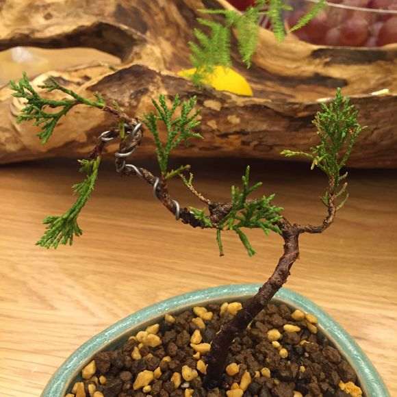 小系鱼川真柏下山桩一年了 最近叶尖发黄