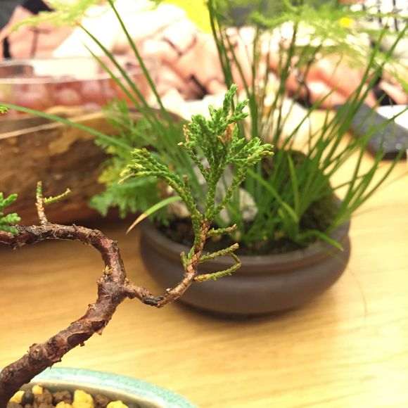 小系鱼川真柏下山桩一年了 最近叶尖发黄