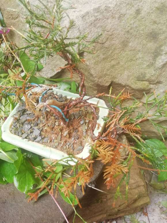 小系鱼川真柏下山桩一年了 最近叶尖发黄