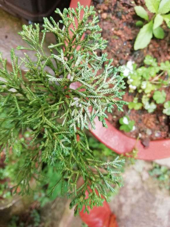 小系鱼川真柏下山桩一年了 最近叶尖发黄