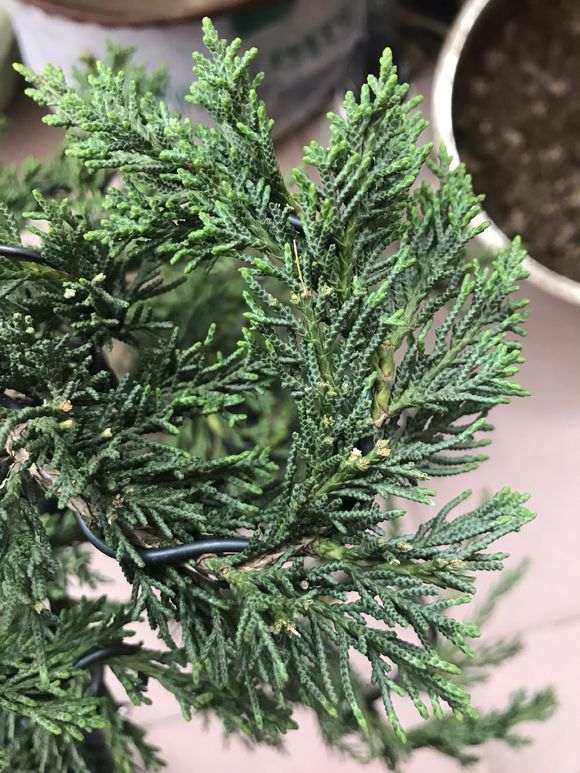 这棵纪洲真柏下山桩270元 是不是被骗了