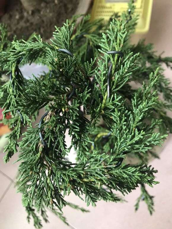 这棵纪洲真柏下山桩270元 是不是被骗了