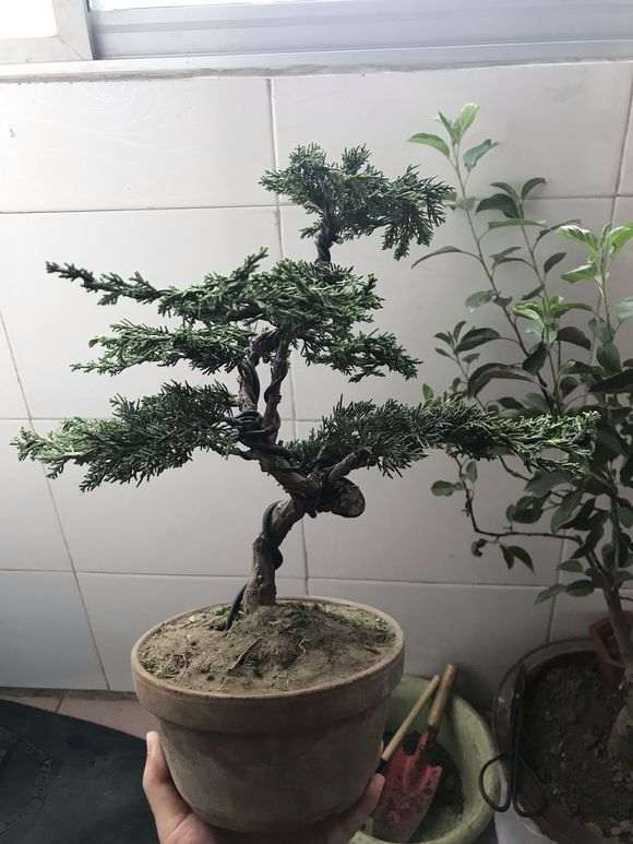 这棵纪洲真柏下山桩270元 是不是被骗了