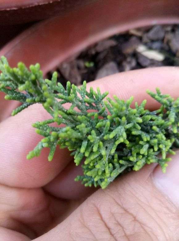 这棵纪洲真柏下山桩270元 是不是被骗了