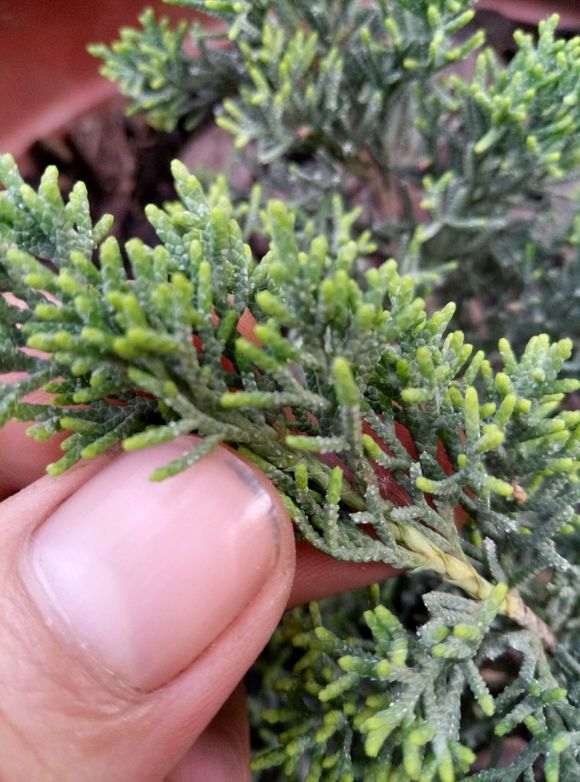 这棵纪洲真柏下山桩270元 是不是被骗了