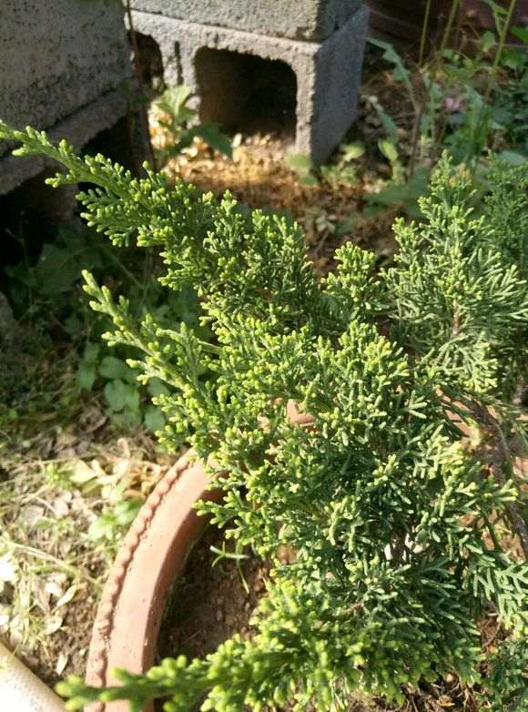 这棵纪洲真柏下山桩270元 是不是被骗了