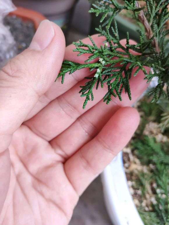 济州真柏下山桩叶片上白色的是什么