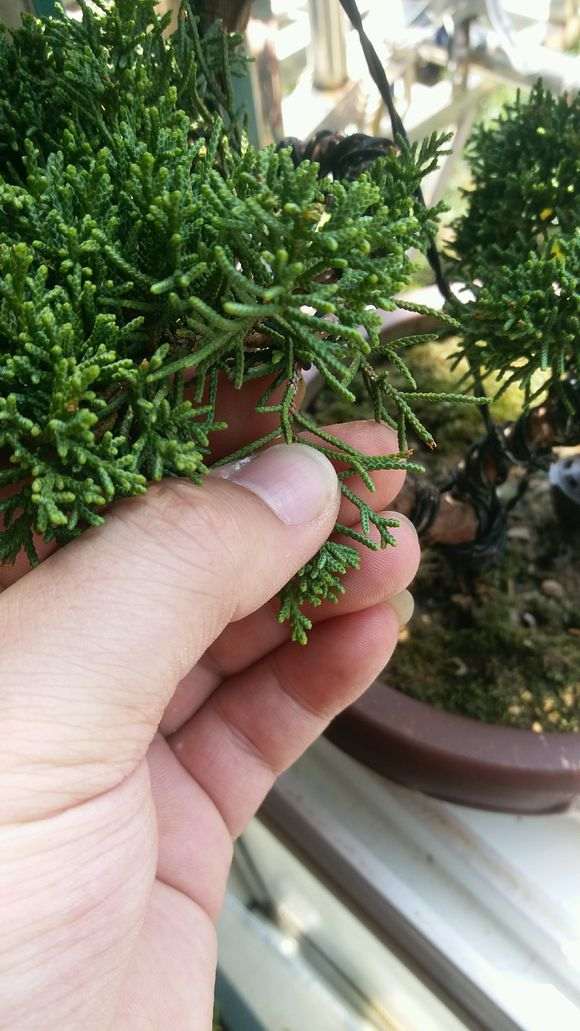 济州真柏下山桩叶片上白色的是什么