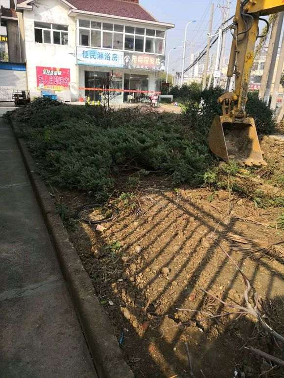 路边绿化带里一批真柏下山桩