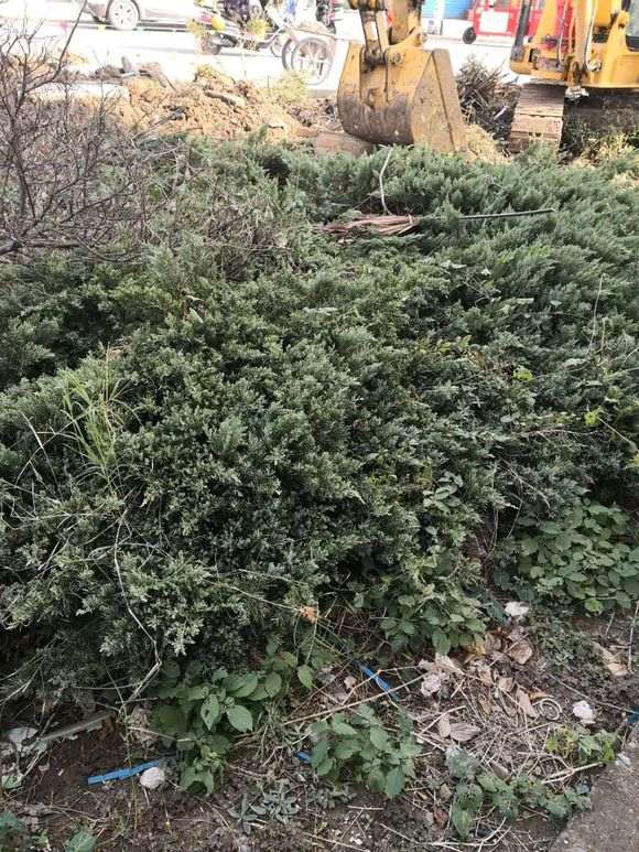 路边绿化带里一批真柏下山桩