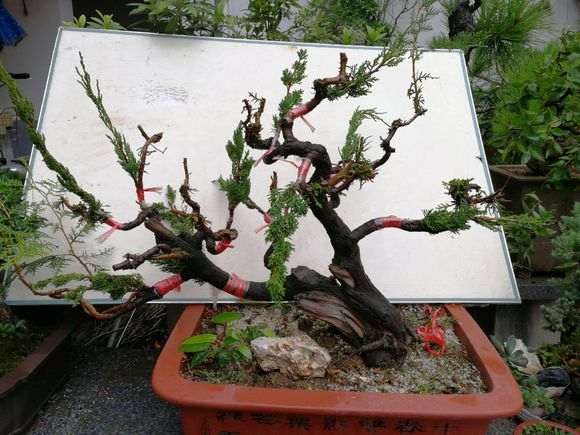 图解 嫁接的纪州真柏下山桩现在成活了